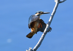 止まり木　９/６❸