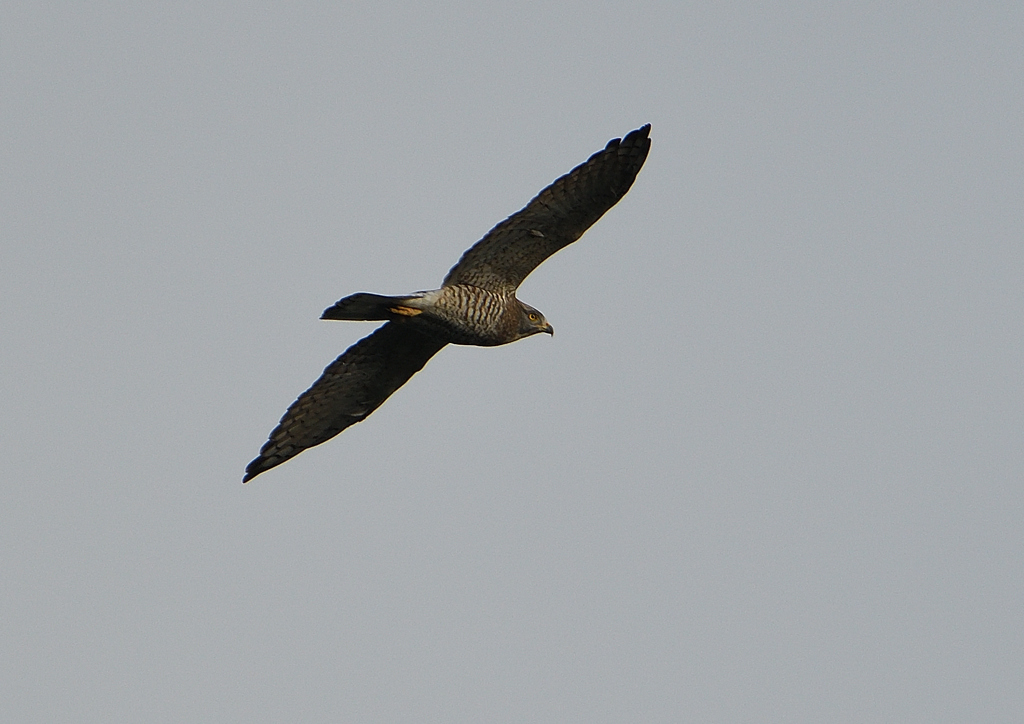 サシバの飛翔　９/２７❷