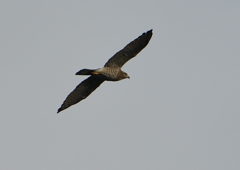 サシバの飛翔　９/２７❷