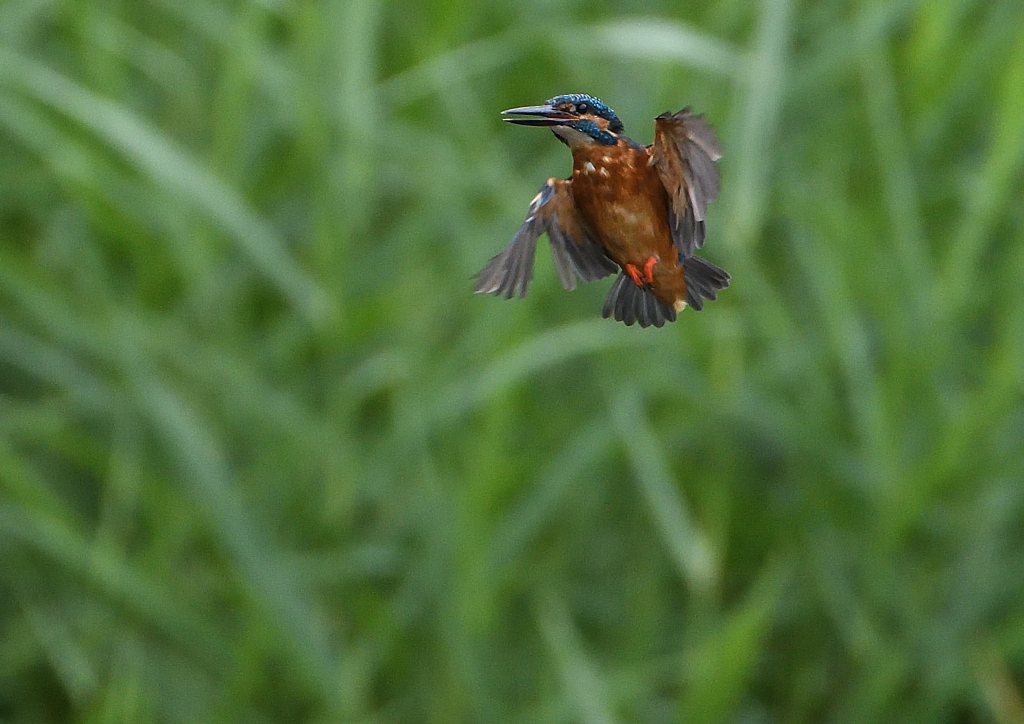 ホバ・・・・・❔　９/２２❹