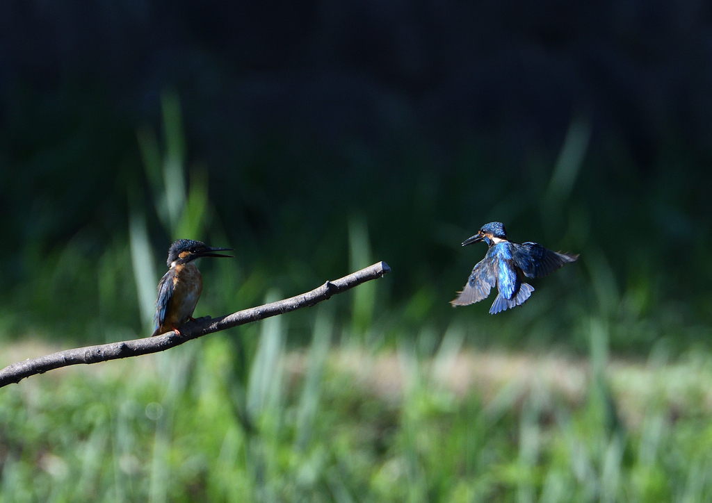 2羽のカワセミ　８/７❹