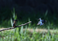 2羽のカワセミ　８/７❹