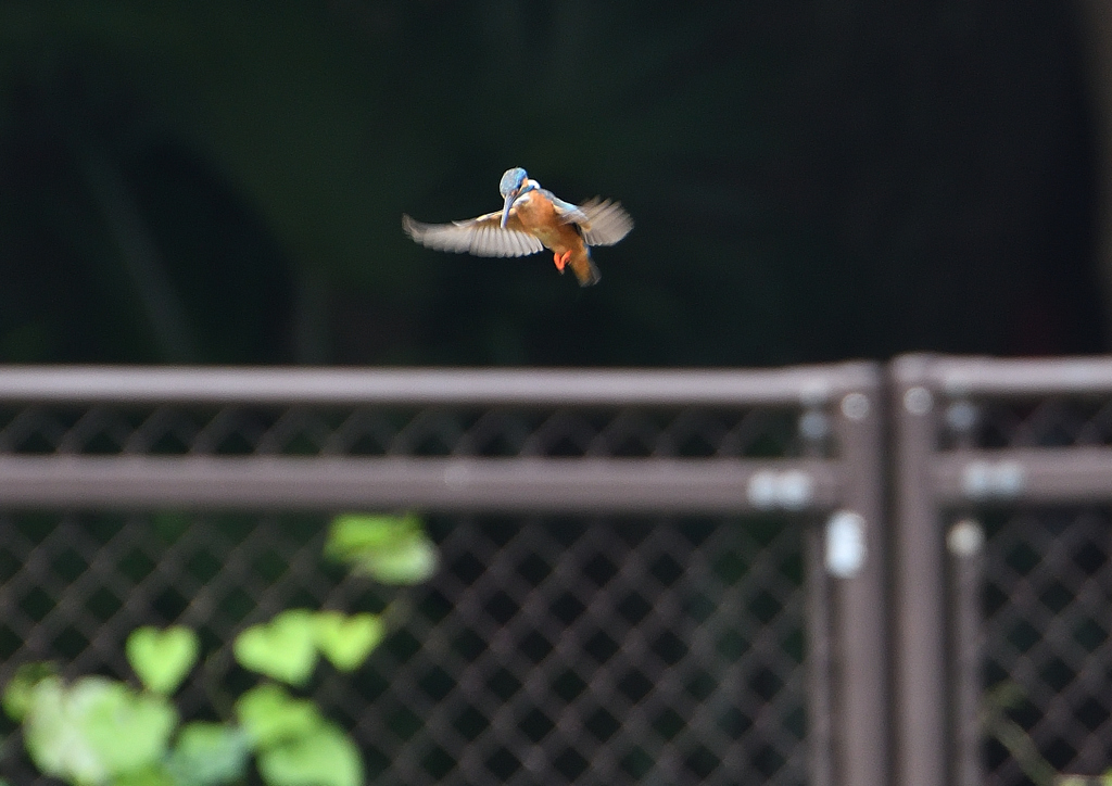 ２回目のホバ❷　７/８