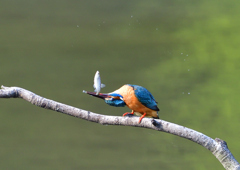 魚を・・・・　４/２７❷