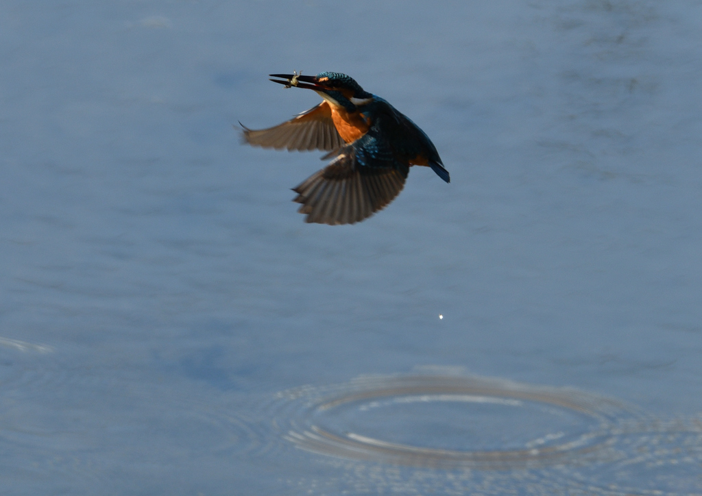 ヤゴを・・・・❸