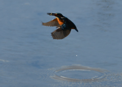 ヤゴを・・・・❸