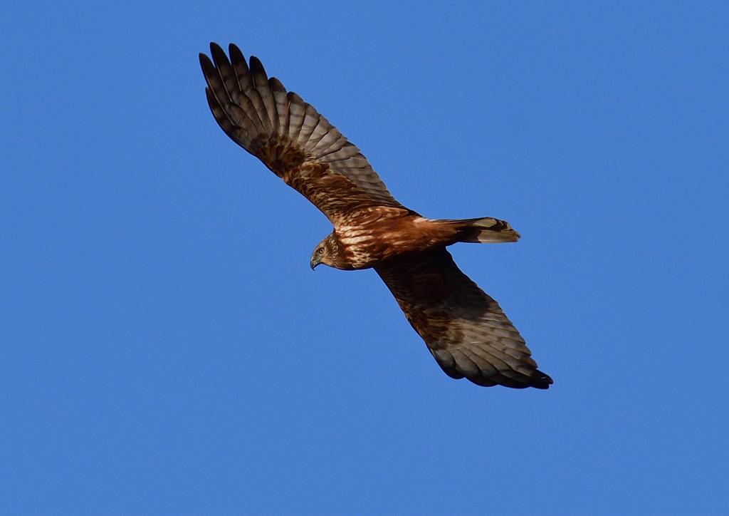 飛翔（チュウヒ）１/１３❶