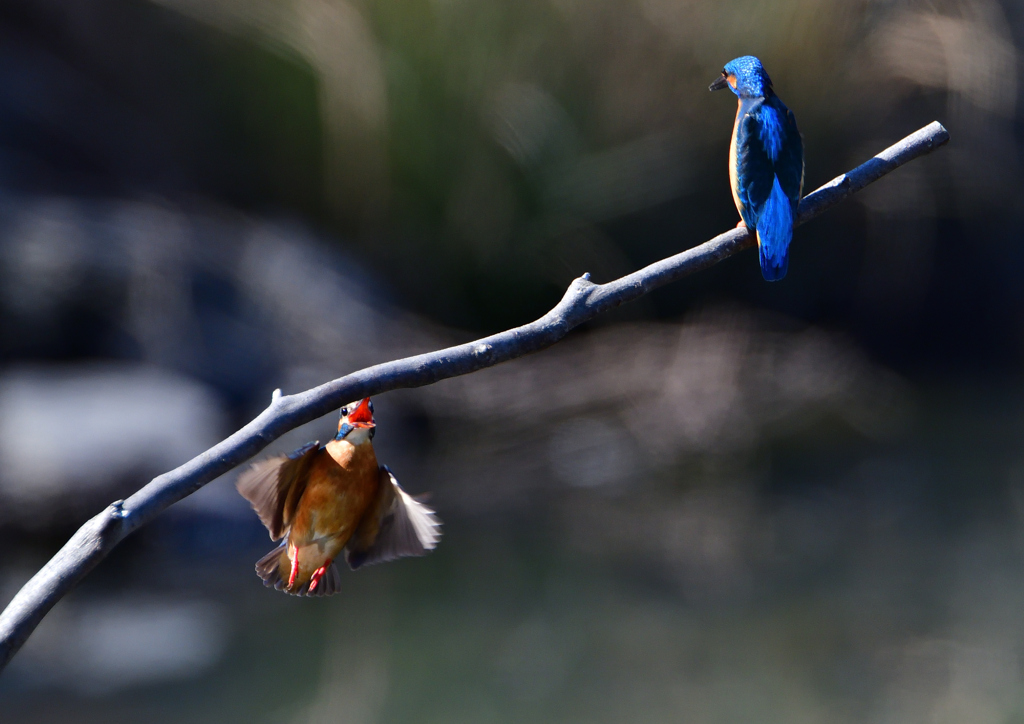 オスとメス　３/１５❶