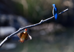 オスとメス　３/１５❶