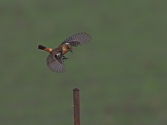 ノビタキ　１０/１２❶