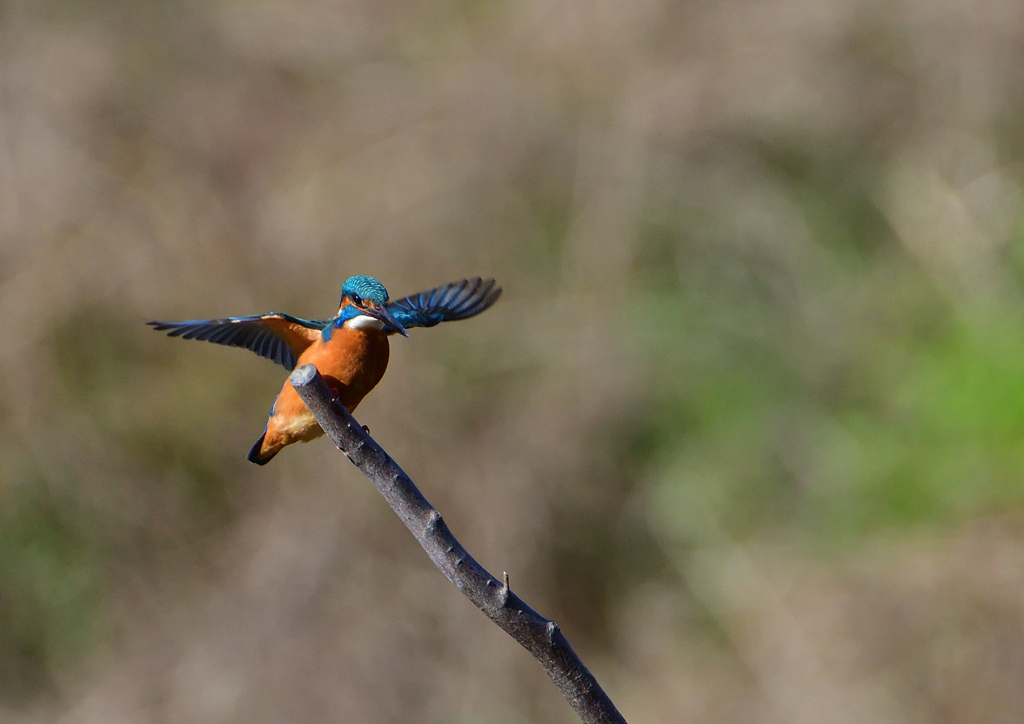 止まり木　２/２７❷
