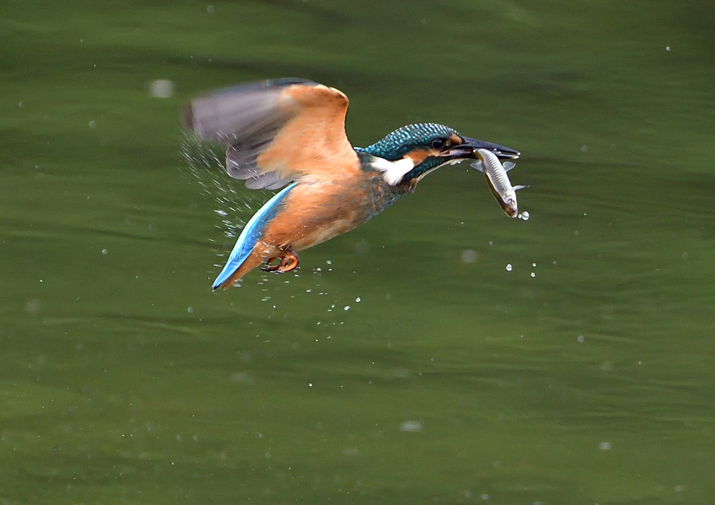 いつもの公園　若鳥６/１５❶