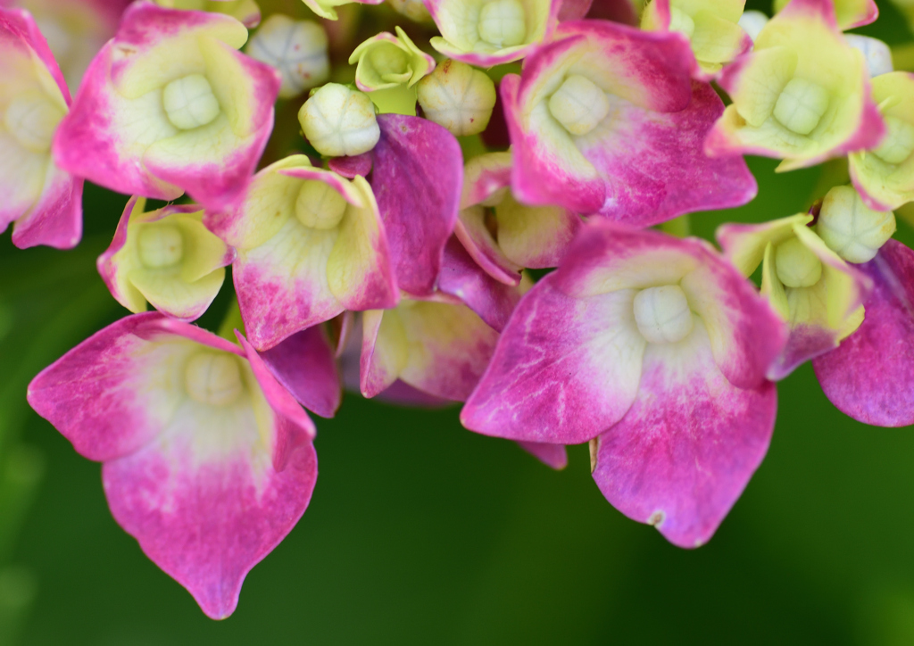 アジサイ　６/２❸