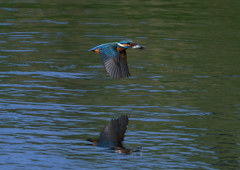 魚を・・・・　４/２０❹