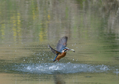 ダイブ　４/２２❺