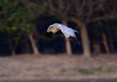 _190301_171357 DSC_3722