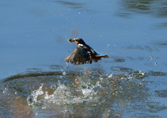 魚を・・・・❹