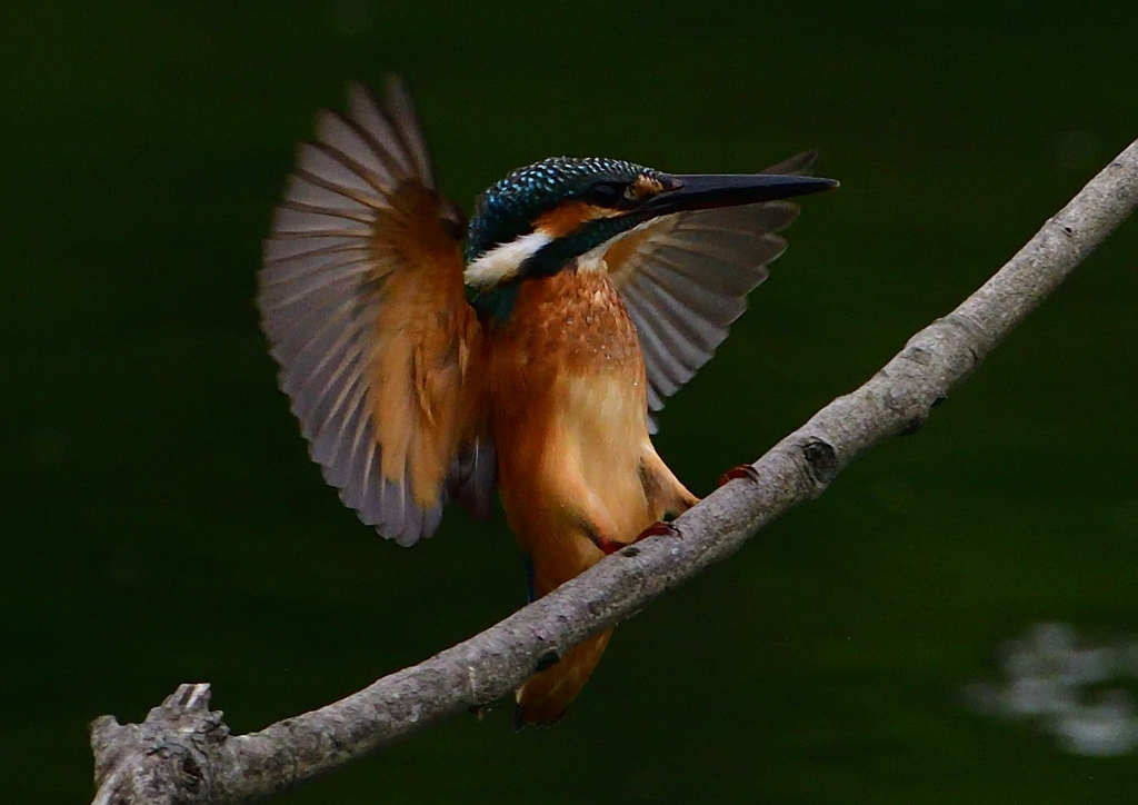 いつもの公園　７/１６➂