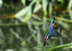 今日のカワセミ　６/１７❼