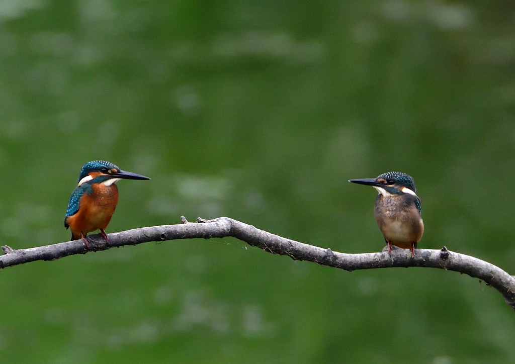 2羽の若鳥　７/２０②