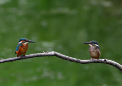 2羽の若鳥　７/２０②