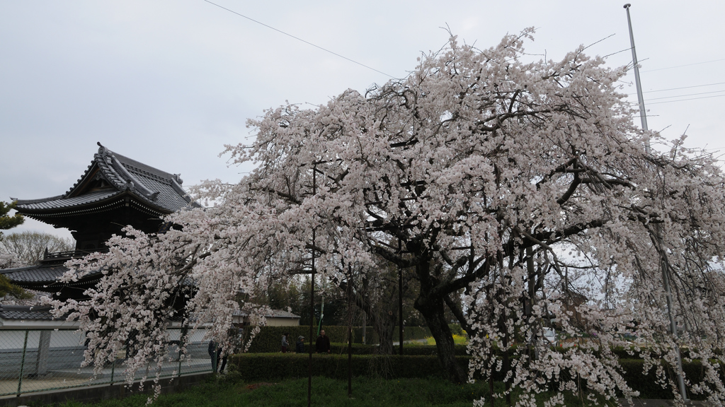 行福寺のしだれ桜②