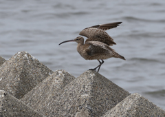 チュウシャクシギ　５/３❸