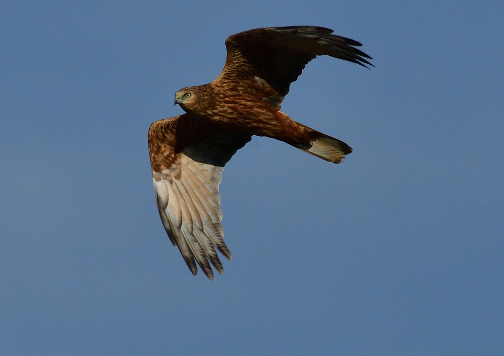 チュウヒ　１１/２４❷