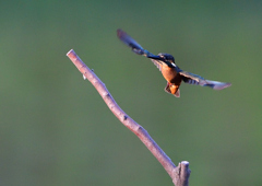 いつもの公園で　８/１６❻