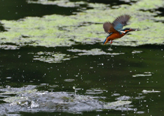 いつもの公園　７/２１①