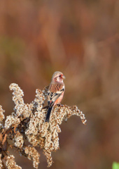 赤い鳥　１２/１２❺