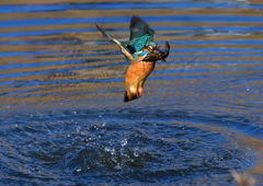 ザリガニを・・・・・・　１/２９❸