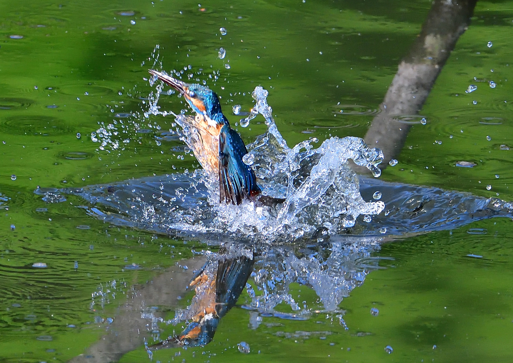 いつもの公園　５/２５❷
