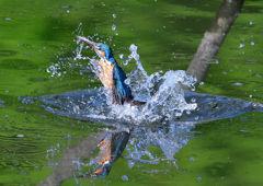 いつもの公園　５/２５❷