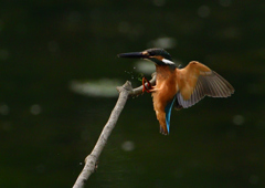 止まり木　７/２９①