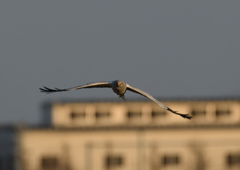 _190301_165721 DSC_3359