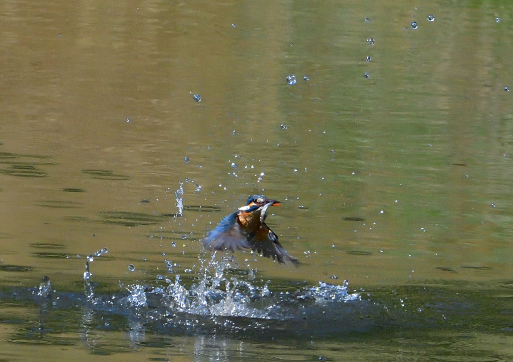 魚を・・・・・・　５/８❺