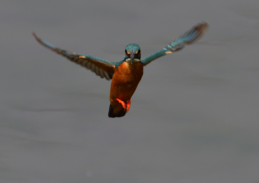 ホバ　５/２２❽