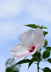 アメリカフヨウ　７/２７