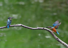 2羽の若鳥　７/２０➂