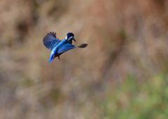いつもの公園で　12／12❺