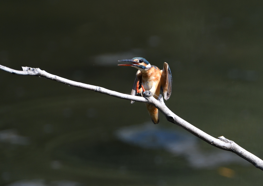   コバルトブルー②