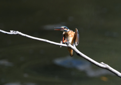   コバルトブルー②