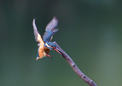 いつもの公園で　９/１９❷