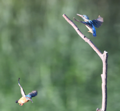 2羽のカワセミ　９/６❺