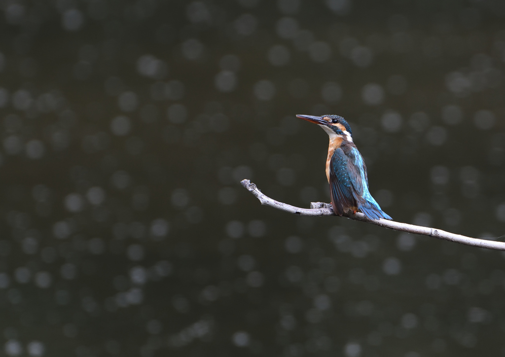  コバルトブルー①