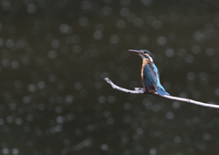  コバルトブルー①