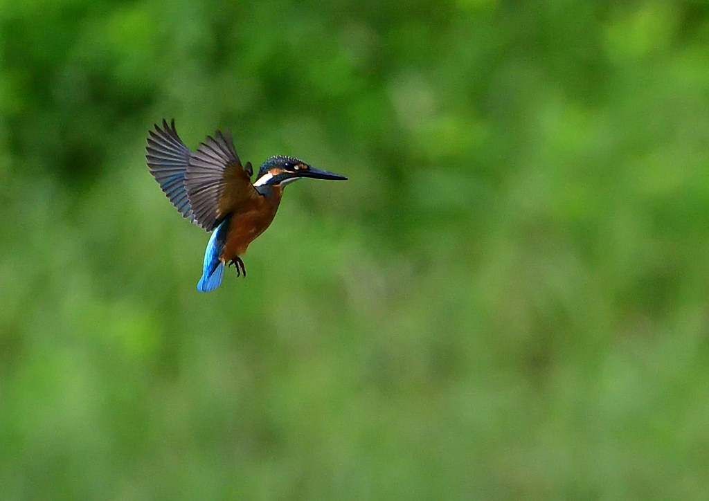 ホバリング　７/２９⑩