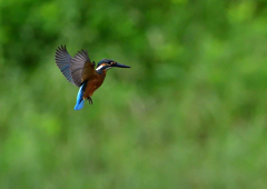 ホバリング　７/２９⑩