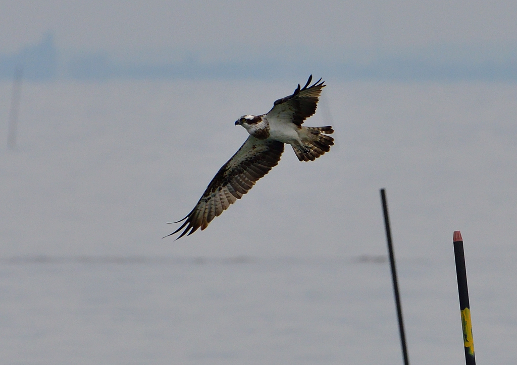 ミサゴ　１１/６❺